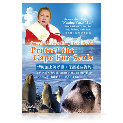 Supreme Master Ching Hai’s Plea to Protect the Cape Fur Seals